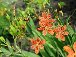Image result for Pardancanda norrisii