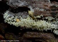 Attēlu rezultāti vaicājumam “Mucronella calva”