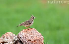 Attēlu rezultāti vaicājumam “Galerida cristata”