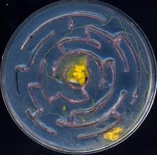 Attēlu rezultāti vaicājumam “Physarum diderma”