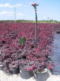 Attēlu rezultāti vaicājumam “Berberis thunbergii”