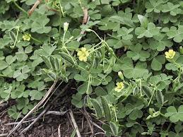 Attēlu rezultāti vaicājumam “Oxalis corniculata fruit”