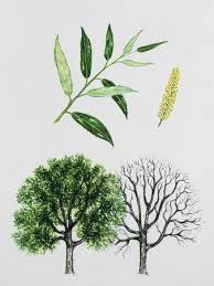 Attēlu rezultāti vaicājumam “Salix daphnoides”