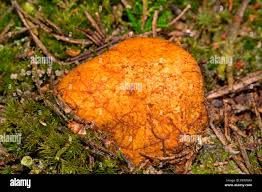 Attēlu rezultāti vaicājumam “Rhizopogon luteolus”