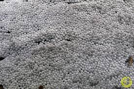 Attēlu rezultāti vaicājumam “Badhamia affinis”