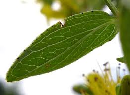 Attēlu rezultāti vaicājumam “Hypericum maculatum leaf”