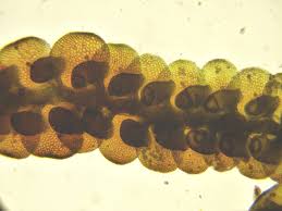 Attēlu rezultāti vaicājumam “Frullania fragilifolia macro”