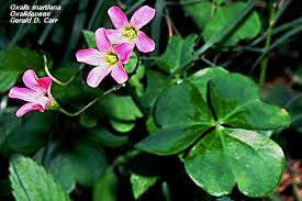 Attēlu rezultāti vaicājumam “Oxalidaceae”