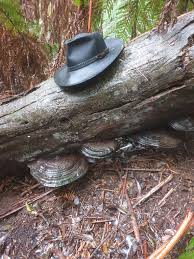 Attēlu rezultāti vaicājumam “Athelia pyriformis”