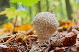 Attēlu rezultāti vaicājumam “Lycoperdon pyriforme young”