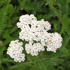 Attēlu rezultāti vaicājumam “Achillea millefolium”