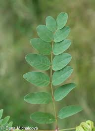 Attēlu rezultāti vaicājumam “Astragalus glycyphyllos leaf”