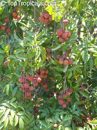 Image result for Litchi chinensis