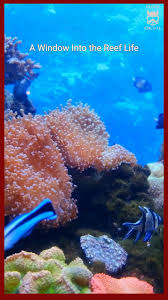 Image result for S England Dive Devil