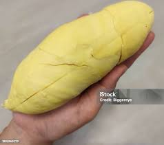 Attēlu rezultāti vaicājumam “Langermania gigantea”