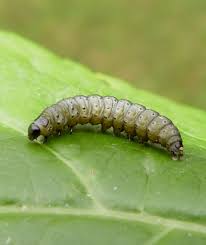 Attēlu rezultāti vaicājumam “Perichaena depressa sessile”