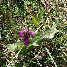 Attēlu rezultāti vaicājumam “Dactylorhiza majalis subsp. baltica leaf”