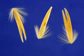 Attēlu rezultāti vaicājumam “Ammophila arenaria”