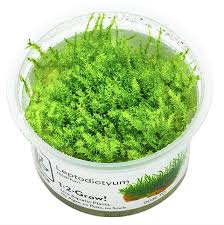 Attēlu rezultāti vaicājumam “Orthotrichum cupulatum var. riparium sporophyte”