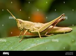 Attēlu rezultāti vaicājumam “Chrysochraon dispar”