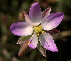 Attēlu rezultāti vaicājumam “Spergularia marina flower”