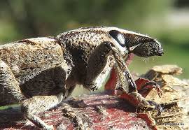 Attēlu rezultāti vaicājumam “Cleonis pigra”