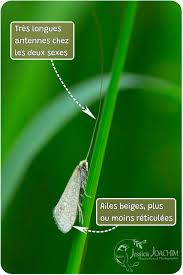 Attēlu rezultāti vaicājumam “Nematopogon sp.”