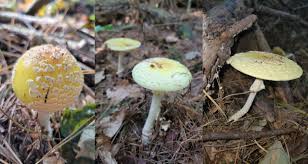 Attēlu rezultāti vaicājumam “Amanita”