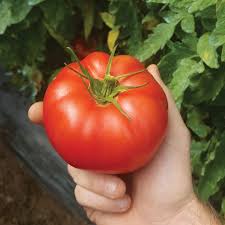 Afbeeldingsresultaat voor CDB tomato