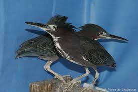 Image result for Butorides virescens