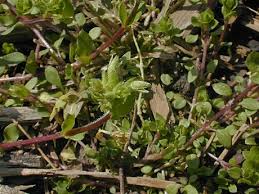 Attēlu rezultāti vaicājumam “Stellaria pallida”