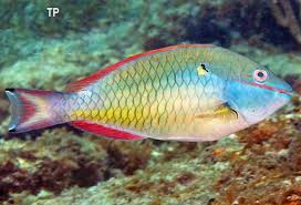 Image result for Sparisoma rubripinne