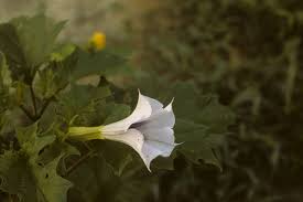 Image result for Datura stramonium