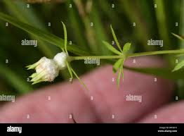 Attēlu rezultāti vaicājumam “Geocrypta galii”