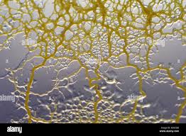 Attēlu rezultāti vaicājumam “Physarum viride macro”