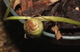 Attēlu rezultāti vaicājumam “Liposthenes glechomae”