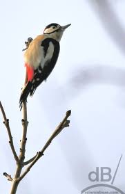Attēlu rezultāti vaicājumam “Dendrocopos major”