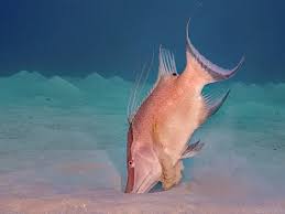 Image result for Lachnolaimus maximus