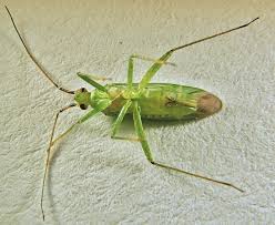 Attēlu rezultāti vaicājumam “Blepharidopterus angulatus”