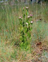 Attēlu rezultāti vaicājumam “Centaurium erythraea”
