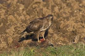 Attēlu rezultāti vaicājumam “Buteo buteo”