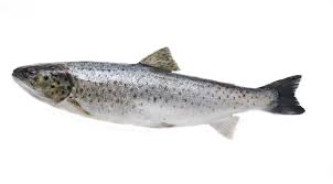 Image result for Salmo trutta trutta