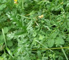 Attēlu rezultāti vaicājumam “Filipendula vulgaris leaf”