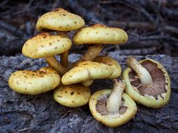 Attēlu rezultāti vaicājumam “Pholiota aurivella”