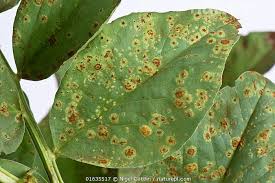 Attēlu rezultāti vaicājumam “Vicia faba leaf”