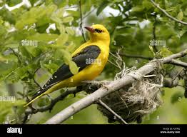 Attēlu rezultāti vaicājumam “Oriolus oriolus male”