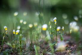 Attēlu rezultāti vaicājumam “Viola arvensis flower”