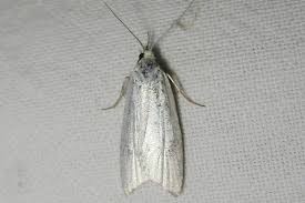 Attēlu rezultāti vaicājumam “Eana argentana”