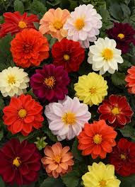 Image result for Dahlia hybrid.