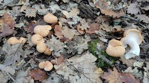 Attēlu rezultāti vaicājumam “Hydnum sp.”